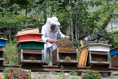 Beekeeping Style