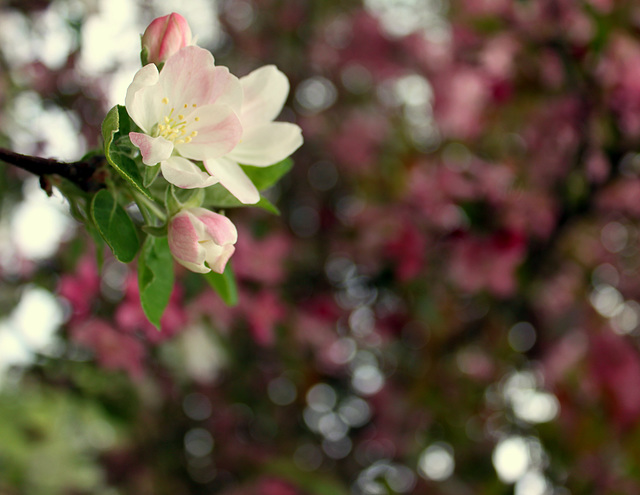 Crabapple blossom