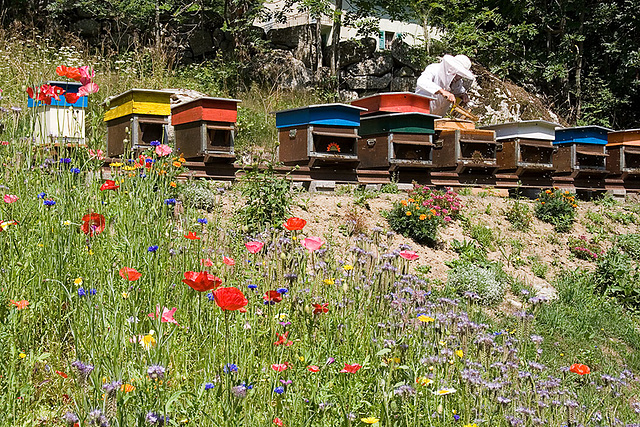 Painted Hives