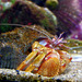 hermit crab