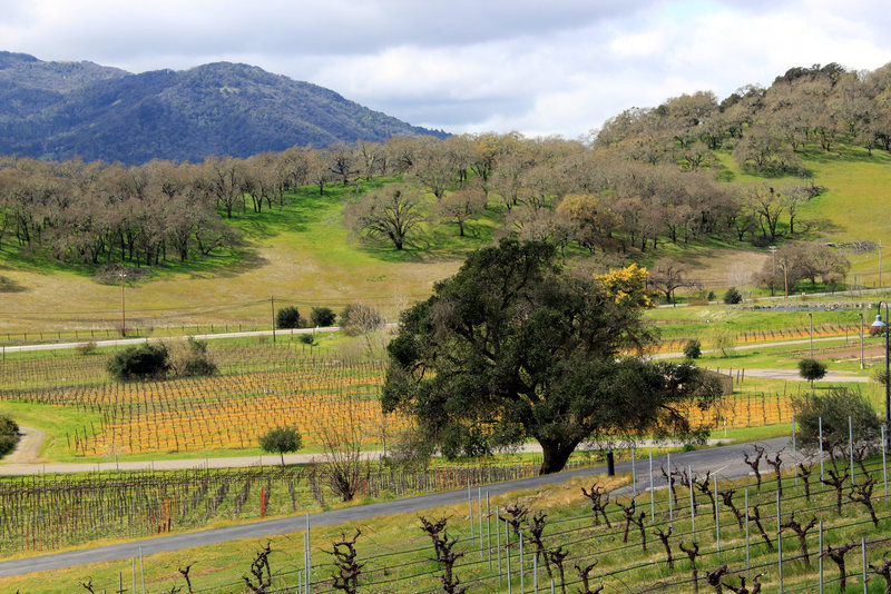 View from Arrowood Winery