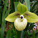 Paphiopedilum malipoense