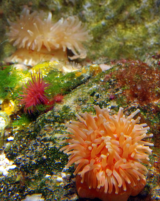 sea anemone