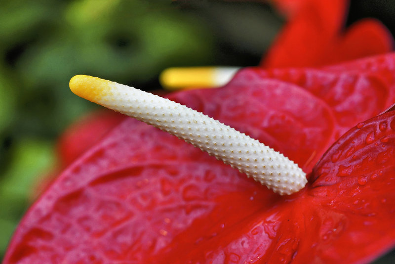 Anthurium – Botanical Garden, Montréal, Québec