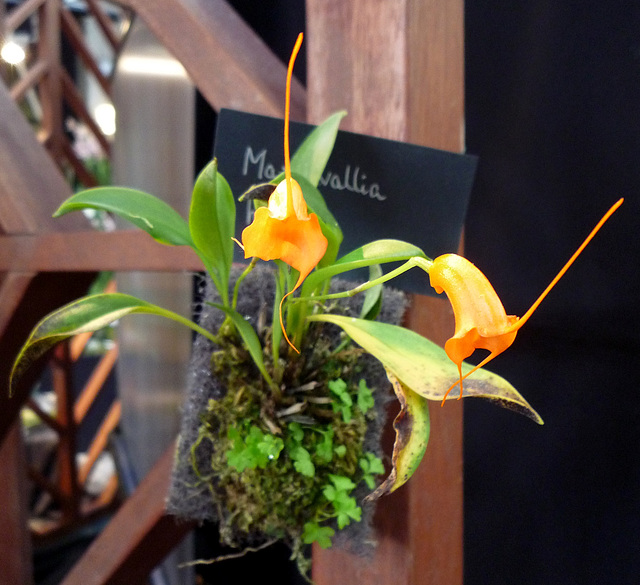 Masdevallia