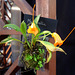 Masdevallia