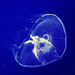 moon jellyfish