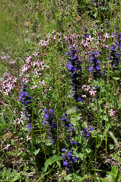 Ajuga reptans + Saponaria ocymioïdes
