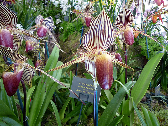 Paph. rothsch.