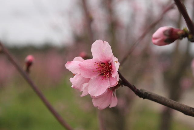 Plum branches