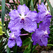 Vanda