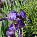 Iris ancien 'germanica' (4)