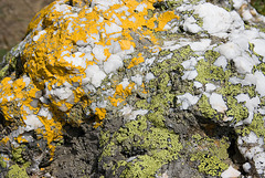 Quartz and Lichens