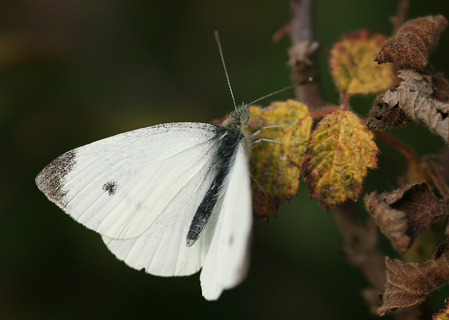 Small White (Pieris rapae) butterfly