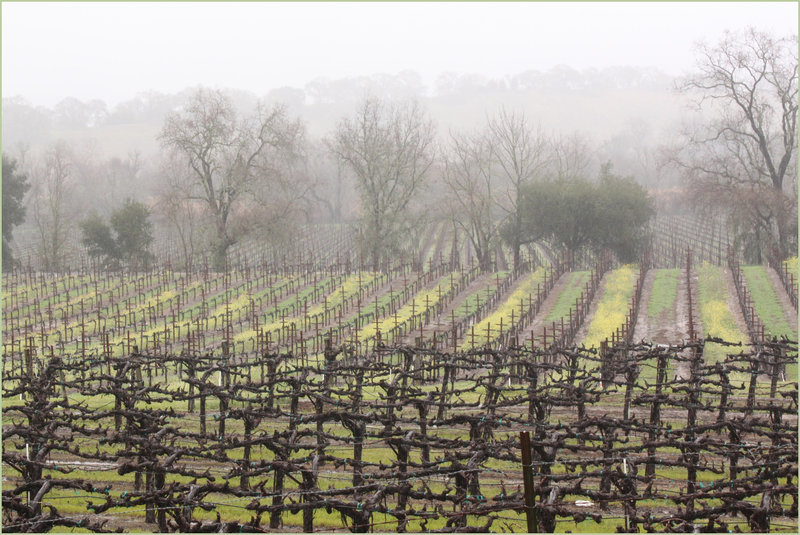 Vineyard near Stuhlmuller