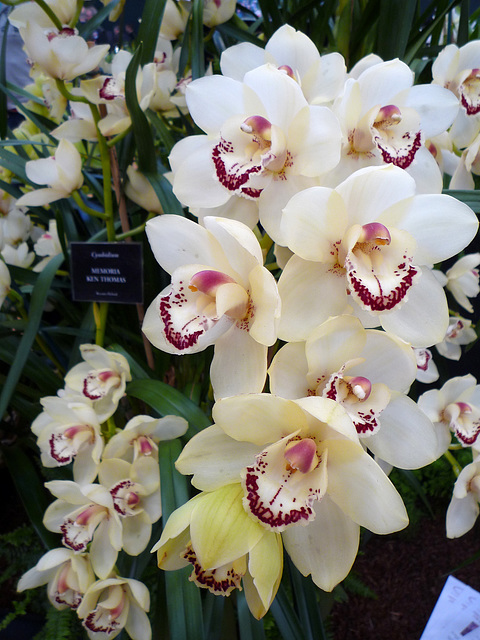 Cymbidium 'Memoria Ken Thomas'