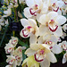 Cymbidium 'Memoria Ken Thomas'