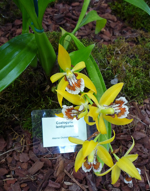 Coelogyne lentiginosa