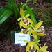 Coelogyne lentiginosa