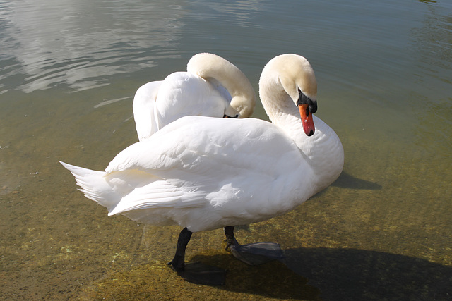 Swans