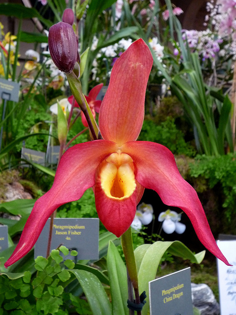 Phragmipedium 'China Dragon'