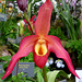 Phragmipedium 'China Dragon'