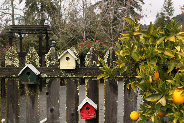 Birdhouses