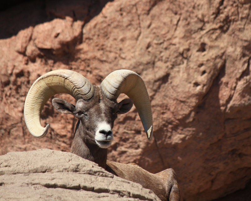 Big horn sheep