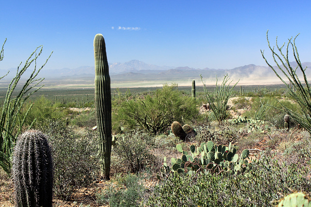 Distant dust devils