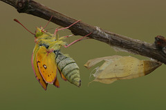 Clouded Yellow (Colias croceus) butterfly, just hatched