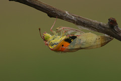 Clouded Yellow (Colias croceus) butterfly pupa hatching