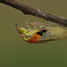 Clouded Yellow (Colias croceus) butterfly pupa hatching