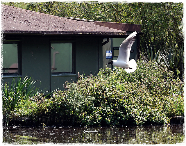 Black headed gull