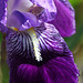 Iris Germanica'