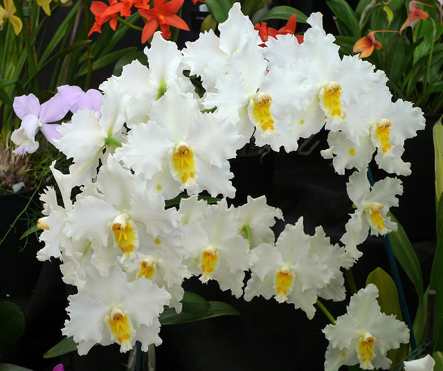 Odontoglossum