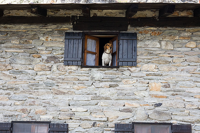 Pongo Keeps Watch