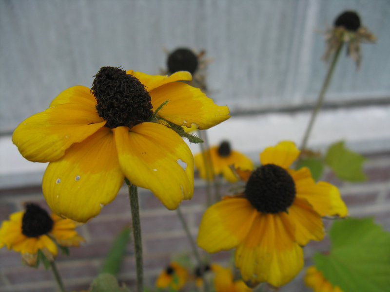 Black-eyed susans