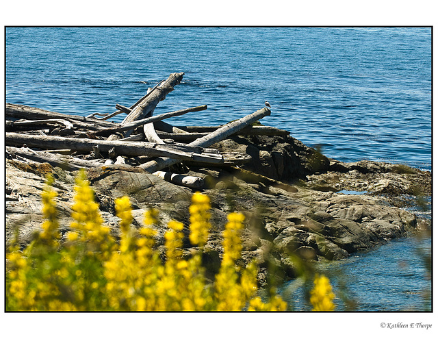 Victoria Pacific Ocean walk