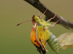 Clouded Yellow (Colias croceus) butterfly, freshly hatched