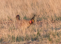 Lesser Prairie-Chicken