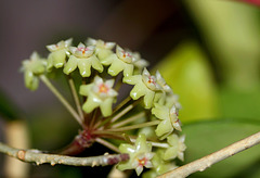 Hoya  sp. affin parasitica