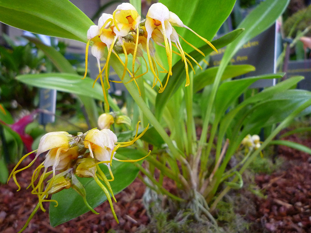 Masdevallia tridens