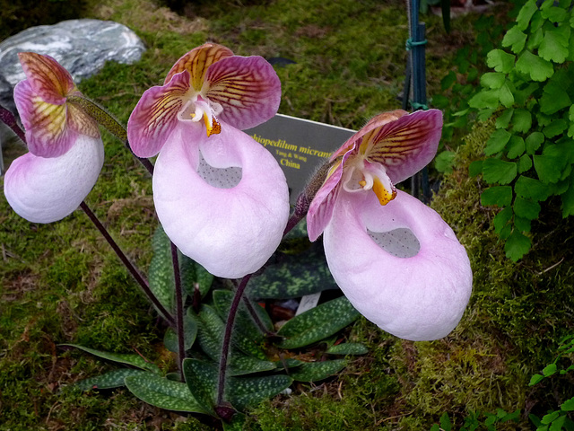 Paphiopedilum micranthum hybrid