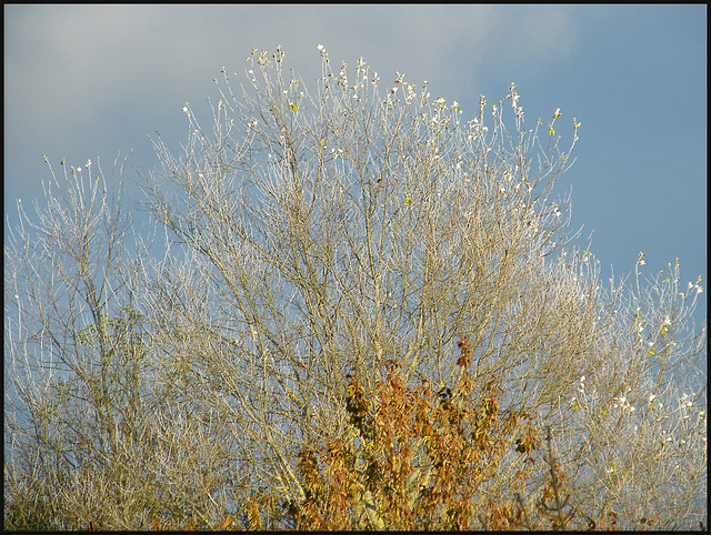 November tree against the sky