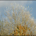 November tree against the sky