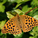 Silver Washed Fritillary (Argynnis paphia) butterfly