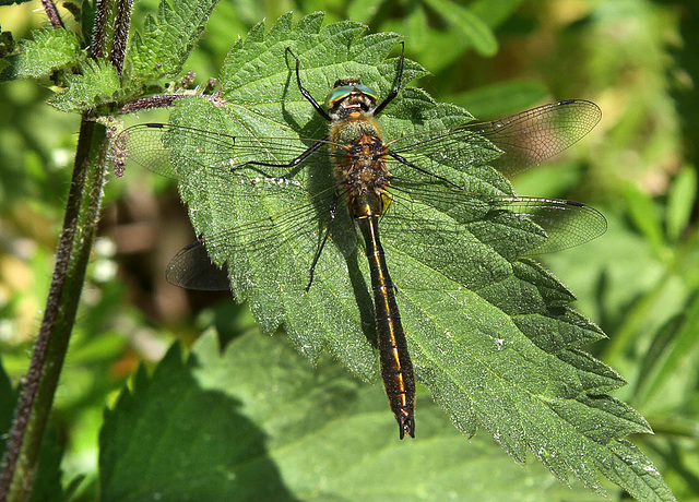 Downy Emerald