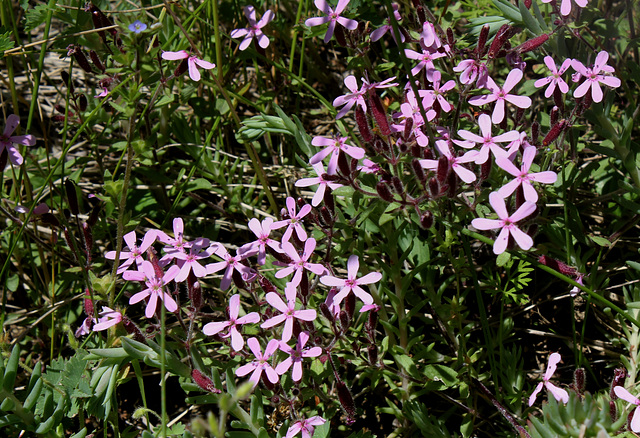 Saponaria ocymioïdes (5)