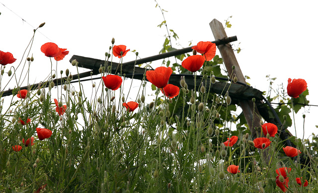 Mohn im Weinberg