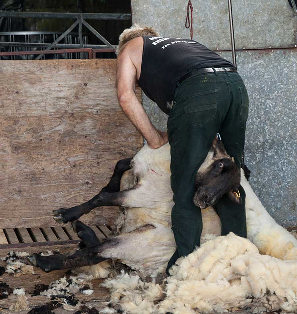 The largest ram in Dorset